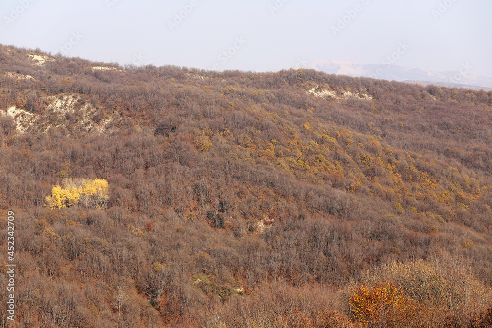 Yellowing autumn forest in the mountains