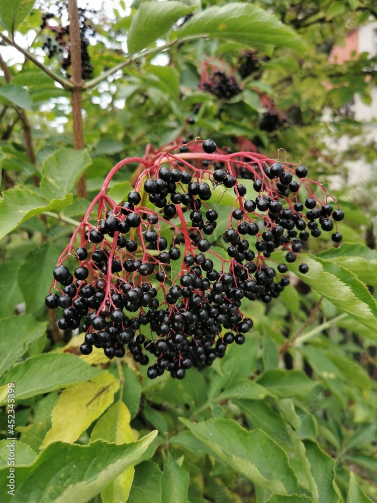 Reife Holunderbeeren im Herbst - reichhaltig an Vitamin C und ...