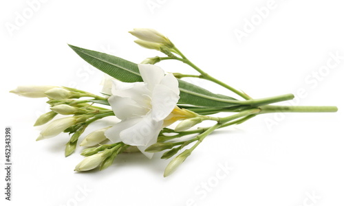 Oleander flowers isolated on white background