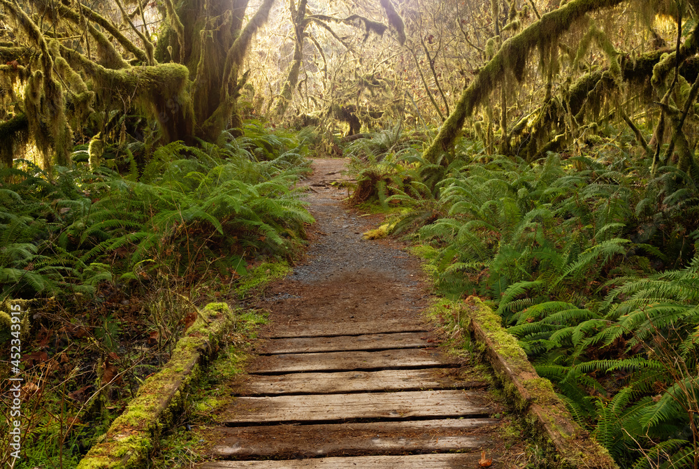 Evergreen rain forest of Washington State in the Pacific Northwest. Hoh rain forest with peaceful hikes and scenic trails. Evergreen rain forest of Washington State in the Pacific Northwest. Hoh rain forest with peaceful hikes and scenic trails.
