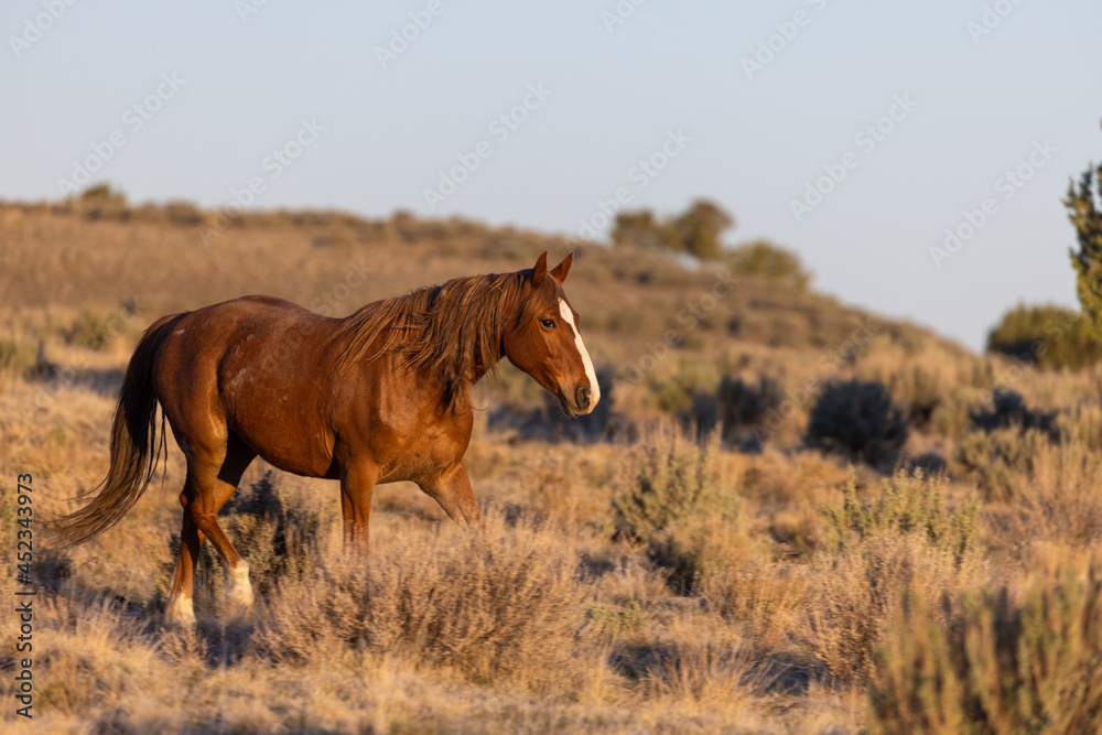 Fototapeta premium Wild Horse in the Utah Desert in Spring