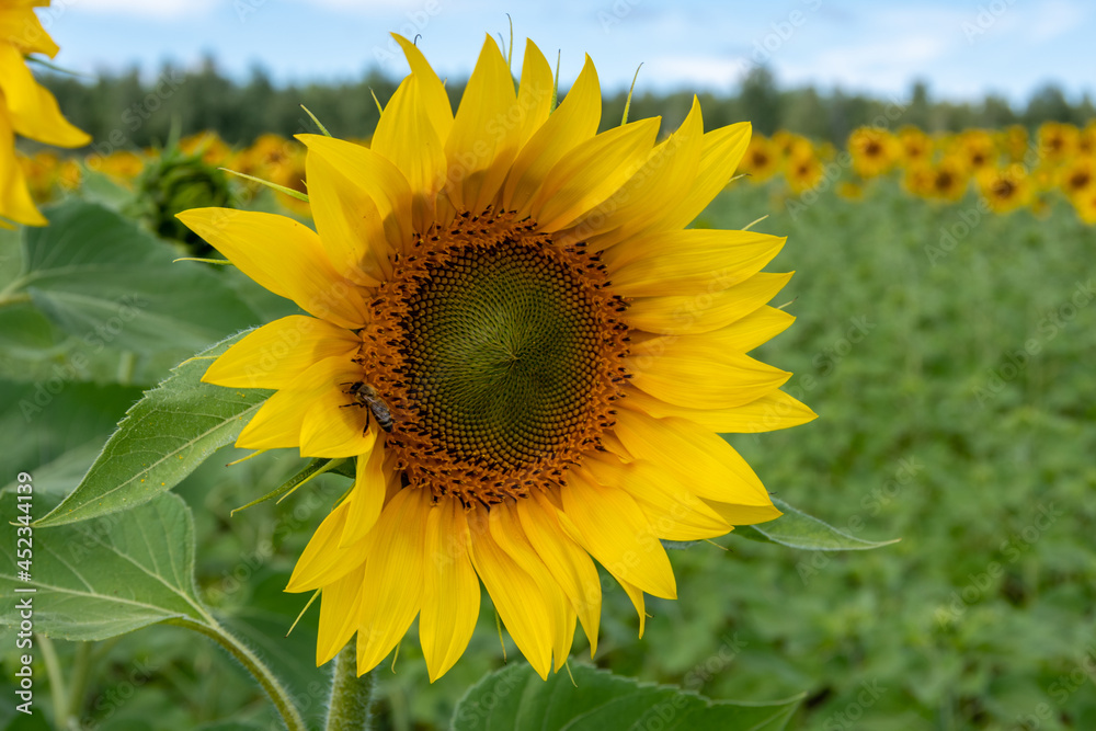 Close-up of a blooming yellow sunflower on a field with beautiful yellow sunflowers against a blue sky with fluffy clouds. Natural rustic background with blooming sunflowers.