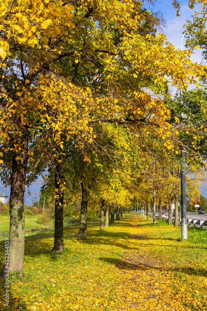 Naklejka premium Autumn park alley bench autumn landscape