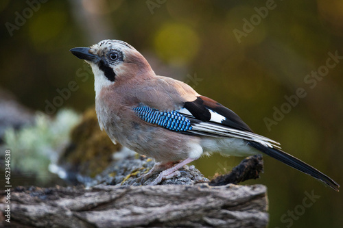 Jay © Thibault