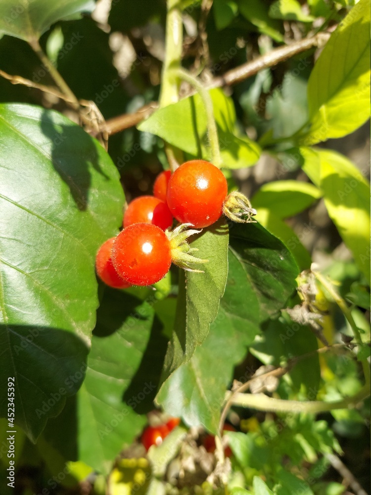 red currant bush