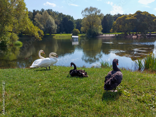 White and black swans on the shore of the pond