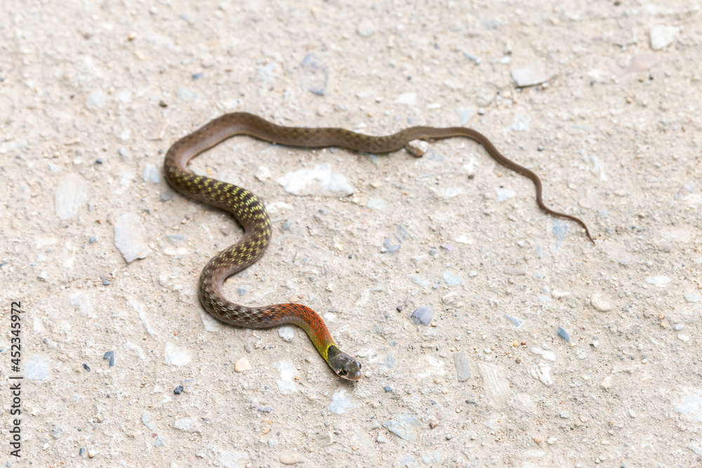 Red-necked Keelback on a rural concrete road. nonvenomous snake People who do not know this kind of snake will be afraid. Poor snakes are killed or hit by cars, with space to for text. Red-necked Keelback on a rural concrete road. nonvenomous snake People who do not know this kind of snake will be afraid. Poor snakes are killed or hit by cars, with space to for text.