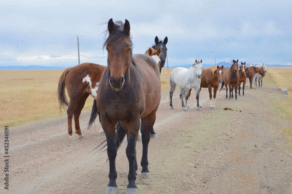 Traffic jam on a Wyoming ranch Traffic jam on a Wyoming ranch