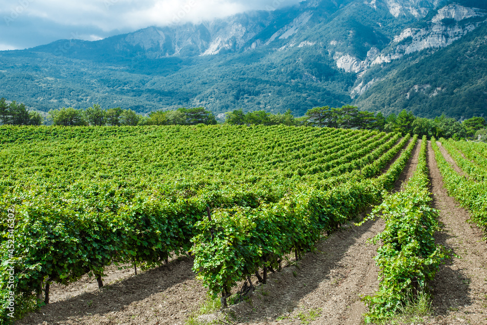 Vines bushes on plantation, grapes grow in mountainous area against background of rocks Vines bushes on plantation, grapes grow in mountainous area against background of rocks