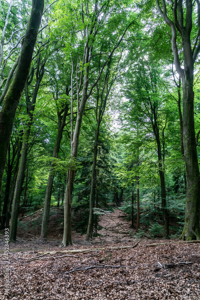 Trees in Middachterbossen in De Steeg (The Netherlands) Trees in Middachterbossen in De Steeg (The Netherlands)