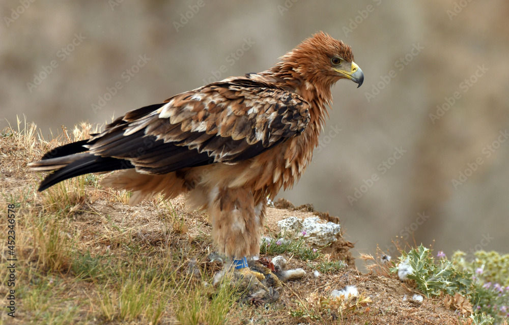 Fototapeta premium Aguila imperial en la campiña abulense. Avila España