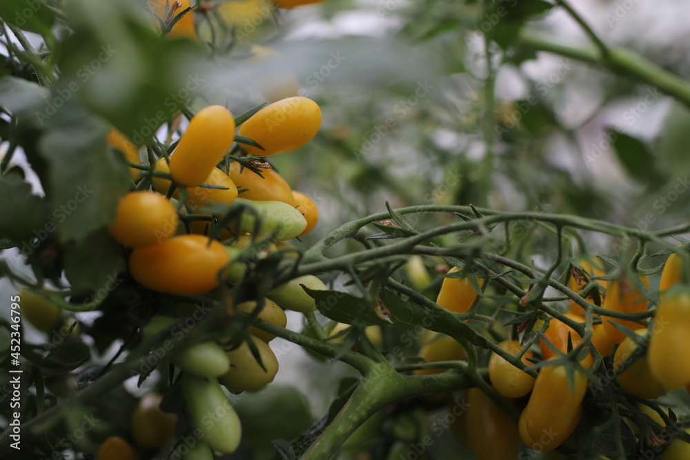 yellow cherry tomatoes in the natural conditions of the garden