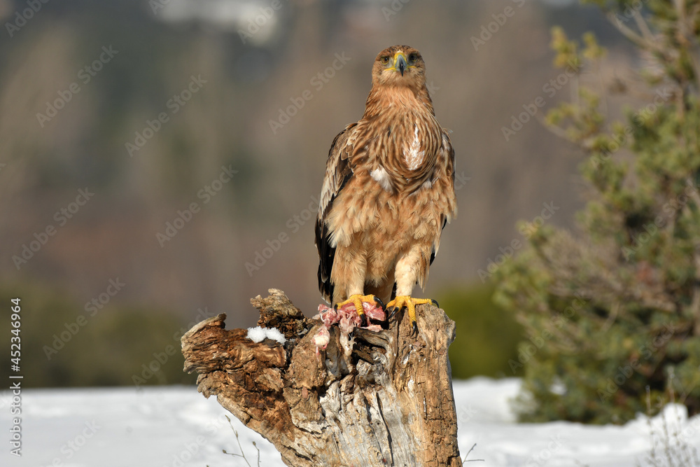 Fototapeta premium Joven aguila imperial en invierno