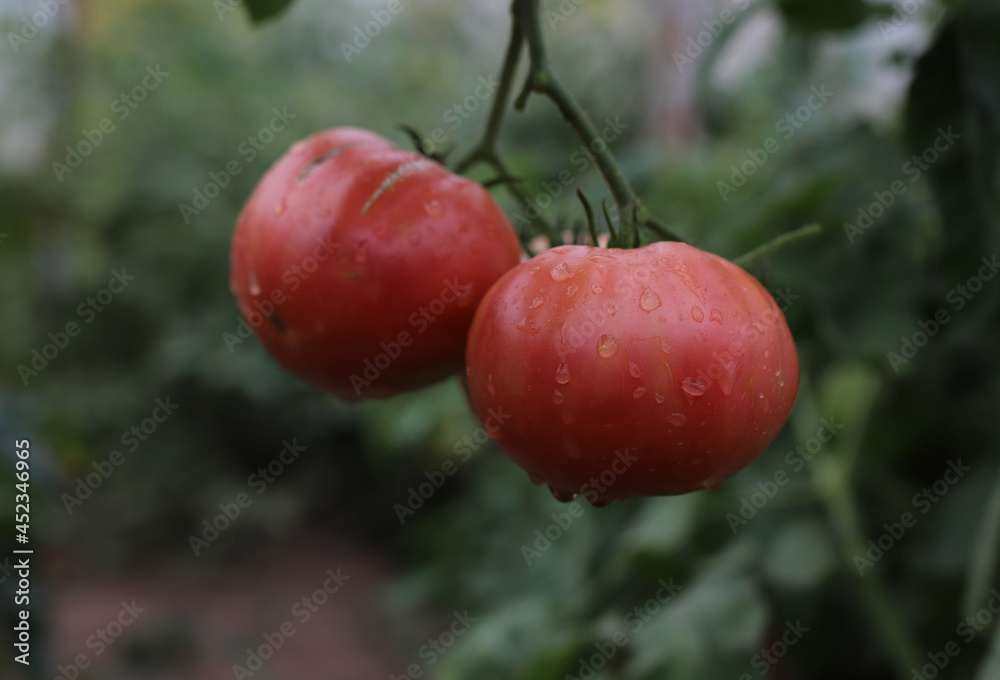juicy ripe tomatoes on a bush in the garden juicy ripe tomatoes on a bush in the garden