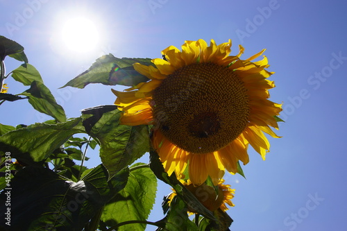 Sunflower 