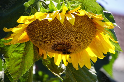 Sunflower 