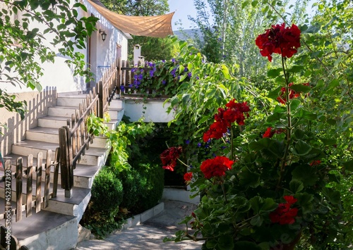 Fototapeta Naklejka Na Ścianę i Meble -  Pot of red flowers geranium next to wooden fence in a backyard