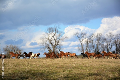 Herd of horses on a farm field.