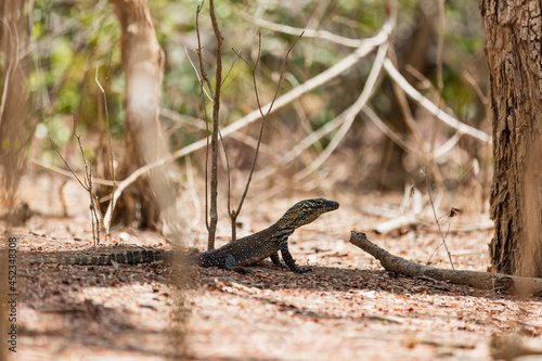 Baby Komodo dragon in its natural habitat 