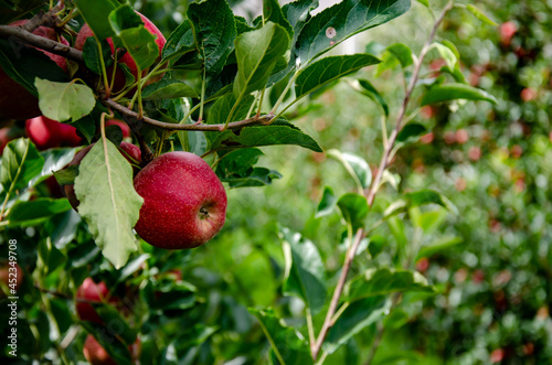 ripe red apples on a tree