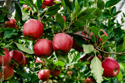 red apples on a tree
