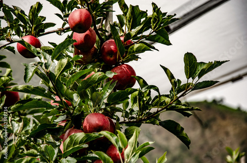 red apples on a tree