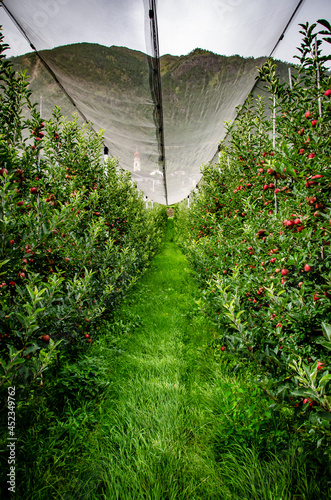 apple farm in south tyrol