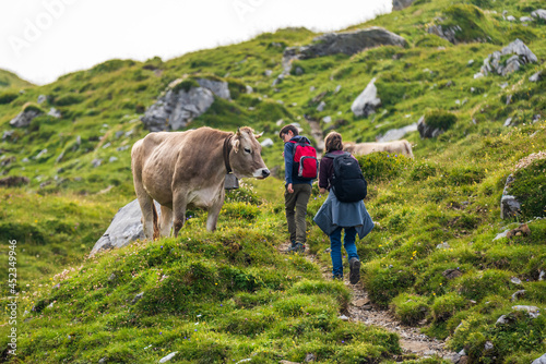 Hikers passing by a swiss cow on the top of a mountain in the Swiss alps