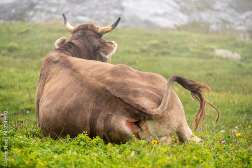 Brown cow lying down on the pasture with flowers moving its tail photo