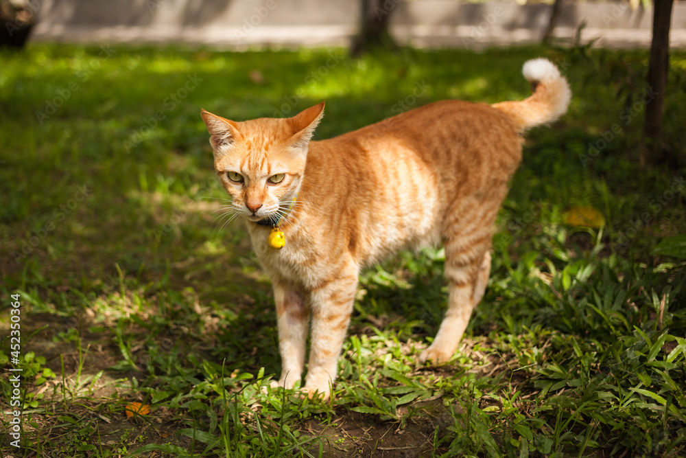A cute ginger cat in summer light in a garden.