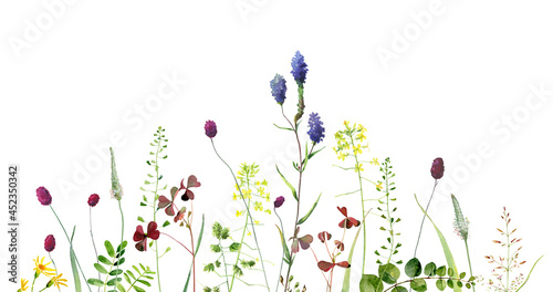 Watercolor multicolored herbs and flowers on a white background