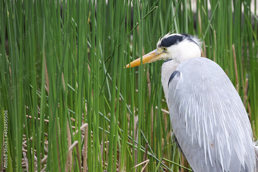 Graureiher (Ardea cinerea) steht im grünen Gras Graureiher (Ardea cinerea) steht im grünen Gras
