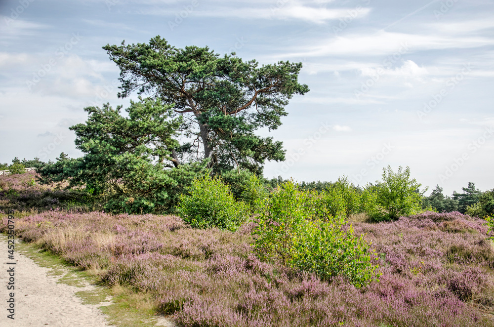 Landscape with trees, shrubs and heather in Sallandse Heuvelrug National Park in the Netherlands Landscape with trees, shrubs and heather in Sallandse Heuvelrug National Park in the Netherlands