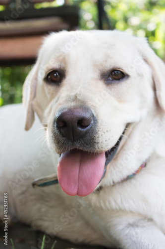 White labrador retriever looking at camera. Adorable golden labrador. Labrador head. Cute friendly dog. Domestic dogs concept. Funny pet. Sitting labrador portrait. 