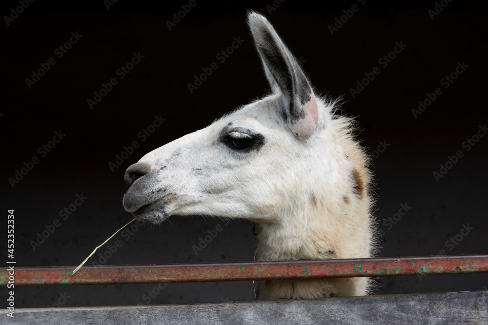 Fototapeta premium Lama