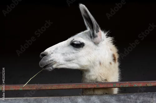 Fototapeta samoprzylepna Lama