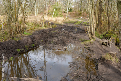 View of flooded woodland path