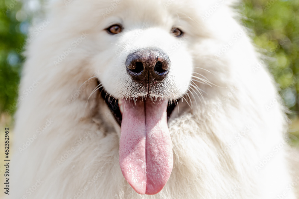 Samoyed. White fluffy dog close-up outdoors in summer