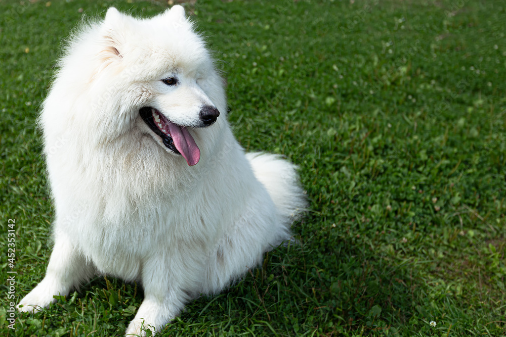 Samoyed. A large white fluffy dog in nature