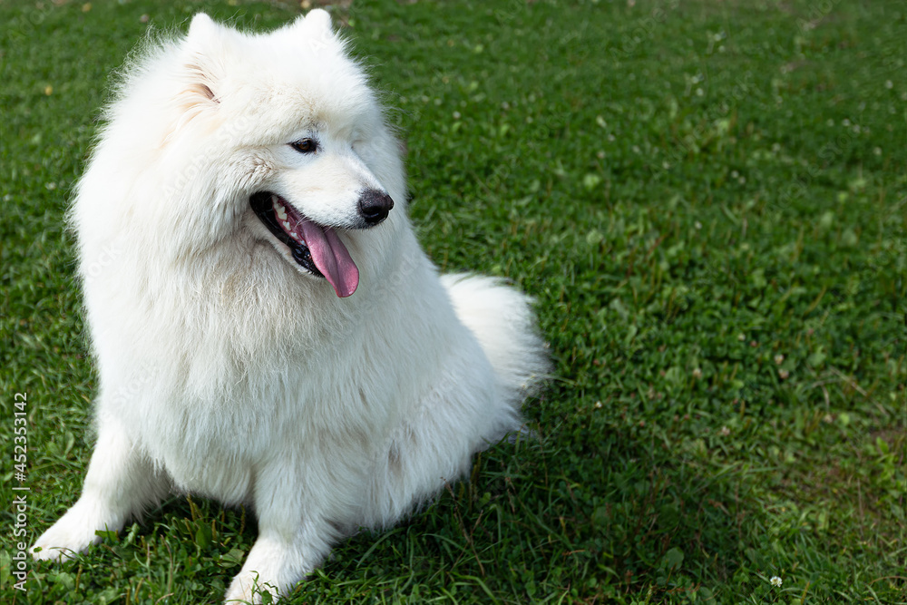 Samoyed. A large white fluffy dog in nature Samoyed. A large white fluffy dog in nature