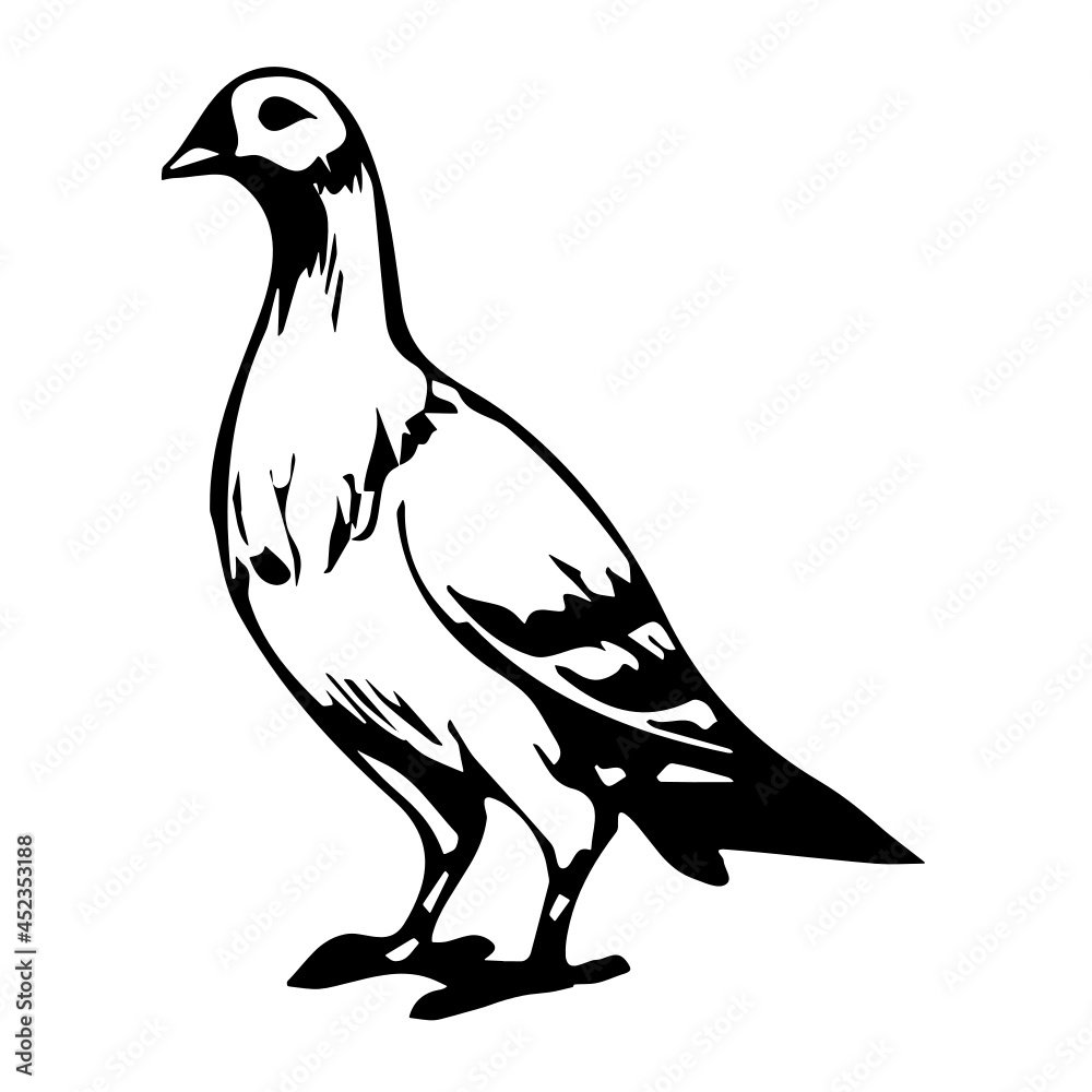 Fototapeta premium Pigeon Bird Animal 