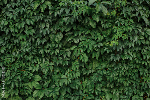 Green natural full frame background of lush ivy growing on wall in summer 