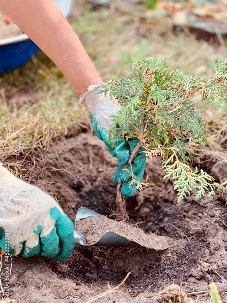 Planting thuja seedlings in the ground. Evergreen cultivation, gardening and vegetable garden.