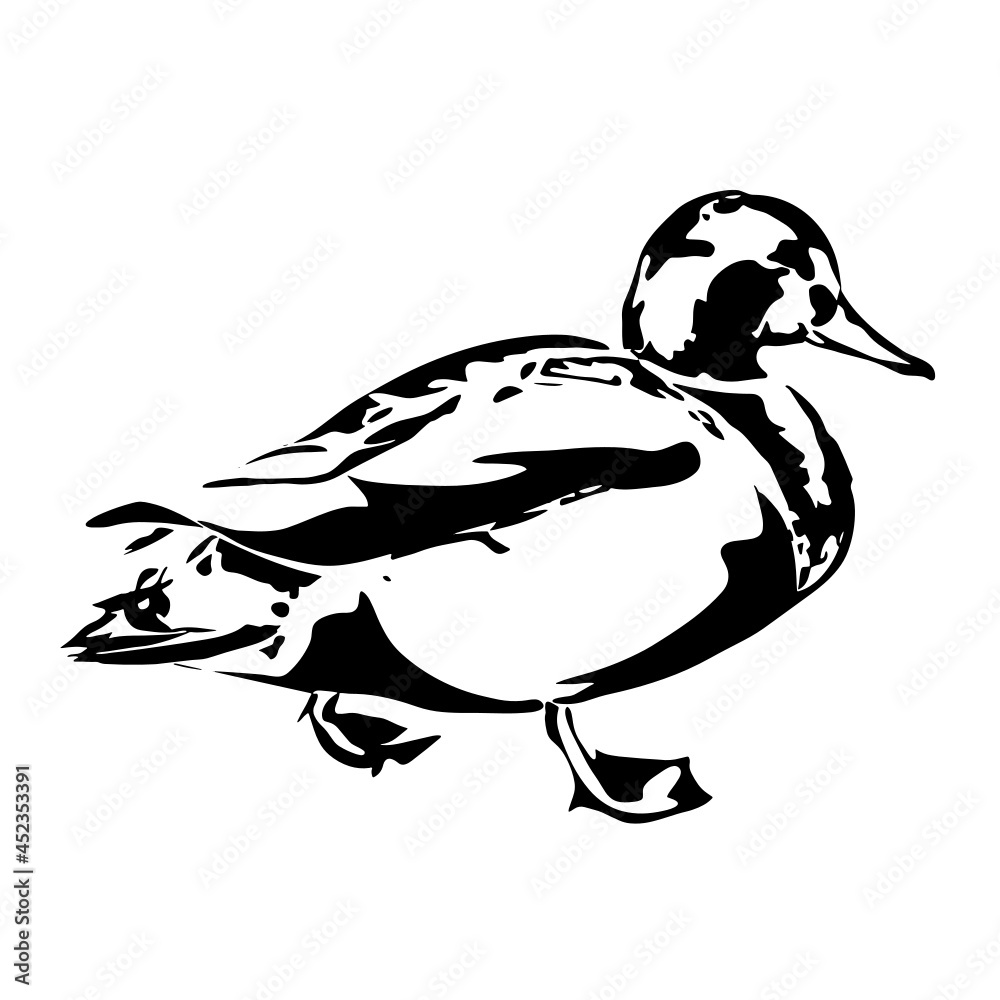 Obraz premium Duck Side View