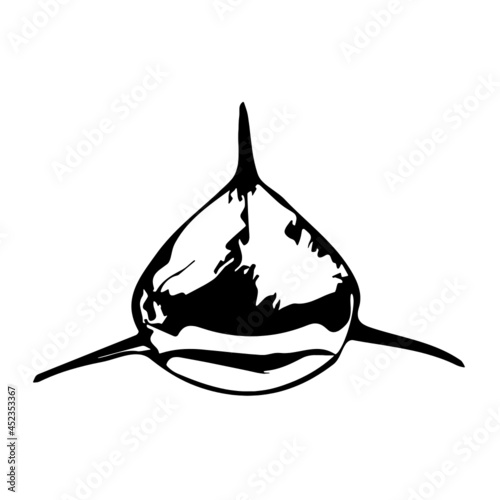 Shark Facing Forward 