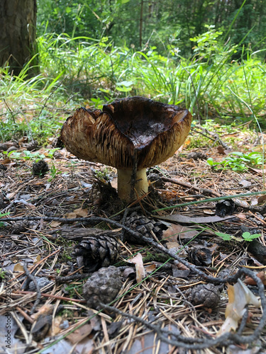 an old rotten brown mushroom among pine needles and cones in the forest photo