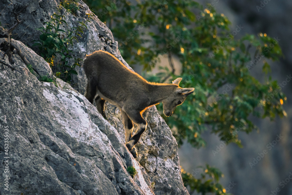 Steinbock auf der Hohen Wand beim Sonnenaufgang, Österreich Steinbock auf der Hohen Wand beim Sonnenaufgang, Österreich