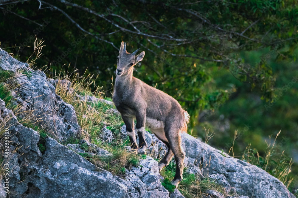 Steinbock auf der Hohen Wand beim Sonnenaufgang, Österreich Steinbock auf der Hohen Wand beim Sonnenaufgang, Österreich