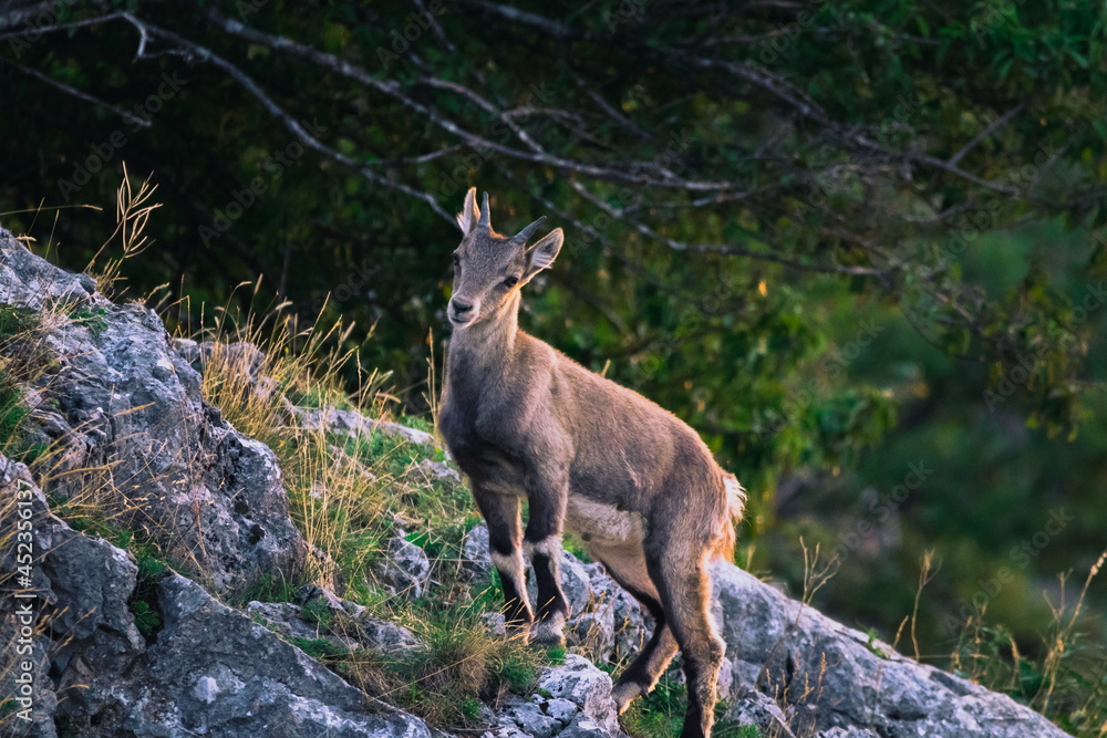 Steinbock auf der Hohen Wand beim Sonnenaufgang, Österreich Steinbock auf der Hohen Wand beim Sonnenaufgang, Österreich