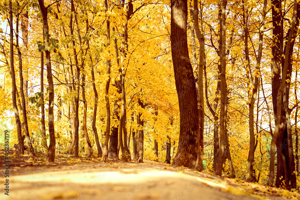 Fototapeta premium autumn city park in sunny fall day. the trees are maples with falling orange leaves and a deserted sidewalk or path. good weather